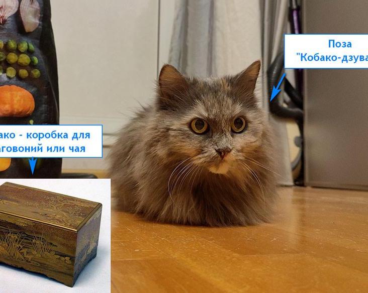 Как выглядит поза «кобако
