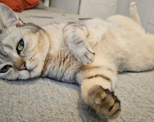 Почему кошки показывают свой живот и можно ли его гладить: секреты кошачьего поведения